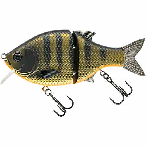 Dark Gill Orange Belly
